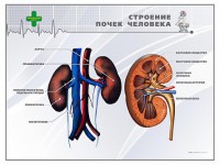 Стенд "Строение почки человека" - fgospostavki.ru - Верхняя Пышма