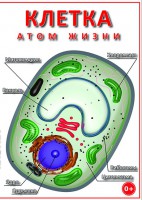 DVD "Клетка - "атом жизни" - fgospostavki.ru - Верхняя Пышма