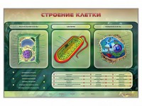 Электрифицированный стенд "Строение клетки" с маркерными полями - fgospostavki.ru - Верхняя Пышма