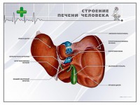 Стенд "Строение печени человека" - fgospostavki.ru - Верхняя Пышма