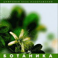 Ботаника. (Цифровая база изображений) - fgospostavki.ru - Верхняя Пышма