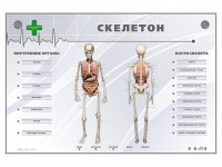 Электрифицированный стенд-тренажер "Скелетон" - fgospostavki.ru - Верхняя Пышма