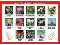 Таблица демонстрационная "Растения Красной книги" (винил 100*140) - fgospostavki.ru - Верхняя Пышма