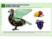 Рельефная таблица "Внутреннее строение голубя" (формат А1, матовое ламинирование) - fgospostavki.ru - Верхняя Пышма