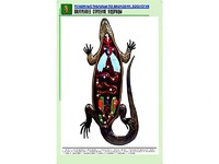 Рельефная таблица "Внутреннее строение ящерицы" (формат А1, матовое ламинирование) - fgospostavki.ru - Верхняя Пышма