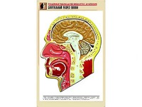 Рельефная таблица "Сагиттальный разрез головы" (формат А1, матовое ламинирование) - fgospostavki.ru - Верхняя Пышма