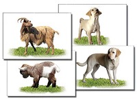 Набор карточек "Домашние животные" (раздаточные) - fgospostavki.ru - Верхняя Пышма