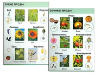 Коллекция "Семена и плоды" - fgospostavki.ru - Верхняя Пышма