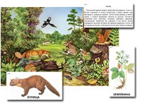 Магнитный плакат-аппликация "Лес: биоразнообразие и взаимосвязи в сообществе" - fgospostavki.ru - Верхняя Пышма