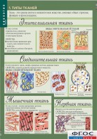 Комплект таблиц. Биология 8-9 класс. Человек. - fgospostavki.ru - Верхняя Пышма