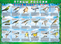 Комплект таблиц "Птицы России (4 листа)" (100х140 сантиметров, винил) - fgospostavki.ru - Верхняя Пышма