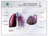 Стенд "Дыхательная система человека" - fgospostavki.ru - Верхняя Пышма