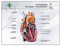 Стенд "Строение сердца человека" - fgospostavki.ru - Верхняя Пышма