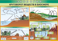 Таблица "Круговорот веществ в биосфере" (100х140 сантиметров, винил) - fgospostavki.ru - Верхняя Пышма