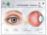 Интерактивный стенд "Строение глаза" - fgospostavki.ru - Верхняя Пышма