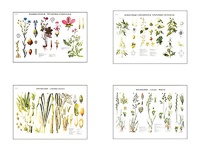 Плакаты ПРОФТЕХ "Систематика растений" (4 пл, винил, 70х100) - fgospostavki.ru - Верхняя Пышма