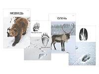 Комплект дидактических карточек "Следы на снегу" - fgospostavki.ru - Верхняя Пышма