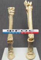 Скелет конечности лошади (передняя и задняя) на подставке - fgospostavki.ru - Верхняя Пышма