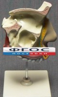 Модель "Разрез носоглотки" - fgospostavki.ru - Верхняя Пышма