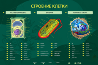 Электрифицированный стенд "Строение клетки" с маркерными полями - fgospostavki.ru - Верхняя Пышма