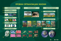 Электрифицированный стенд "Уровни организации жизни" - fgospostavki.ru - Верхняя Пышма