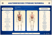 Электрифицированный стенд-тренажер c макетом скелета "Анатомическое строение человека" - fgospostavki.ru - Верхняя Пышма