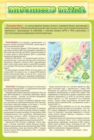 Стенд "Биосинтез белка" - fgospostavki.ru - Верхняя Пышма