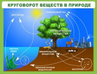 Стенд "Круговорот веществ" - fgospostavki.ru - Верхняя Пышма