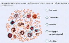 Интерактивные курсы. Биология 11 класс. Расширенный. - fgospostavki.ru - Верхняя Пышма