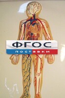 Модель барельефная "Кровеносная система человека" - fgospostavki.ru - Верхняя Пышма
