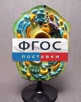Модель "Клетка растения" - fgospostavki.ru - Верхняя Пышма
