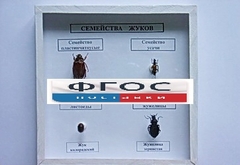 Коллекция "Семейство жуков" - fgospostavki.ru - Верхняя Пышма