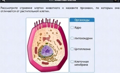 Интерактивные курсы. Биология 8 класс. Базовый - fgospostavki.ru - Верхняя Пышма