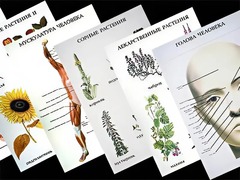 Таблицы по природоведению 1-3 класс (46 штук, формат А2) - fgospostavki.ru - Верхняя Пышма