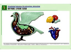 Рельефная таблица "Внутреннее строение голубя" (формат А1, матовое ламинирование) - fgospostavki.ru - Верхняя Пышма