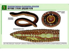 Рельефная таблица "Внутреннее строение дождевого червя" (формат А1, матовое ламинирование) - fgospostavki.ru - Верхняя Пышма
