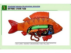 Рельефная таблица "Внутреннее строение рыбы" (формат А1, матовое ламинирование) - fgospostavki.ru - Верхняя Пышма