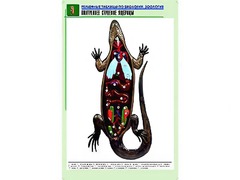 Рельефная таблица "Внутреннее строение ящерицы" (формат А1, матовое ламинирование) - fgospostavki.ru - Верхняя Пышма