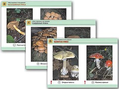 Комплект таблиц раздаточных "Грибы съедобные и несъедобные" (цветные, ламинированные, А4, 8 штук) - fgospostavki.ru - Верхняя Пышма