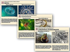 Комплект таблиц раздаточных "Ядовитые животные" - fgospostavki.ru - Верхняя Пышма