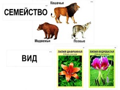 Модель-аппликация "Классификация растений и животных" (ламинированная) - fgospostavki.ru - Верхняя Пышма