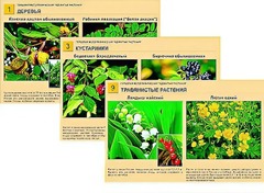 Гербарий фотографический "Ядовитые растения" - fgospostavki.ru - Верхняя Пышма