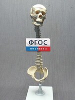 Модель "Позвоночник с черепом и тазом" - fgospostavki.ru - Верхняя Пышма