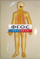 Модель барельефная "Нервная система человека" - fgospostavki.ru - Верхняя Пышма