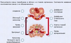 Интерактивные курсы. Биология 9 класс. Расширенный. - fgospostavki.ru - Верхняя Пышма