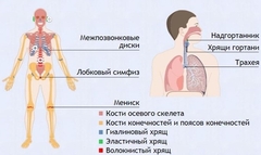 Интерактивные курсы. Биология 9 класс. Базовый. - fgospostavki.ru - Верхняя Пышма