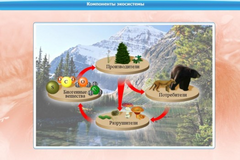 Интерактивные курсы. Биология 7 класс. Базовый. - fgospostavki.ru - Верхняя Пышма
