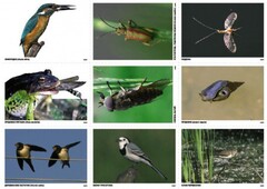 Комплект таблиц Природные зоны России. Сообщества (комплект 18 таблиц) - fgospostavki.ru - Верхняя Пышма