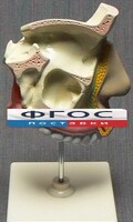 Модель "Разрез носоглотки" - fgospostavki.ru - Верхняя Пышма