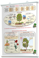 Плакаты по природоведению 2-3 классы. Для оформления кабинета. - fgospostavki.ru - Верхняя Пышма